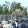 fans5mayo---04